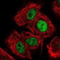 Anti-HCFC1R1 antibody produced in rabbit 