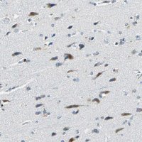 Anti-HCFC2 antibody produced in rabbit HPA006227-100UL
