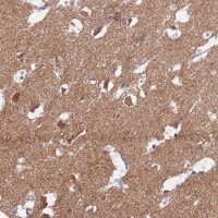 Anti-HCN1 antibody produced in rabbit