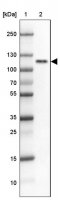 Anti-HCN1 antibody produced in rabbit