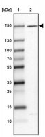 Anti-HEATR5A antibody produced in rabbit 