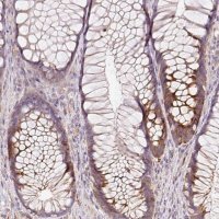 Anti-HERC2 antibody produced in rabbit 