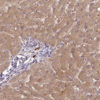 Anti-HERC3 antibody produced in rabbit