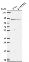 Anti-HERC4 antibody produced in rabbit