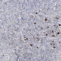 Anti-HERC6 antibody produced in rabbit 