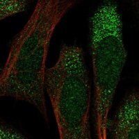 Anti-HERC6 antibody produced in rabbit 