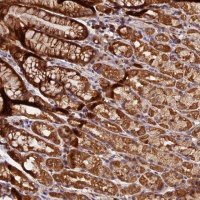 Anti-HERPUD1 antibody produced in rabbit