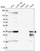 Anti-HES1 antibody produced in rabbit 