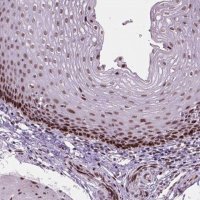Anti-HES7 antibody produced in rabbit 
