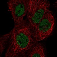 Anti-HES7 antibody produced in rabbit 