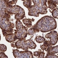 Anti-HIF3A antibody produced in rabbit 