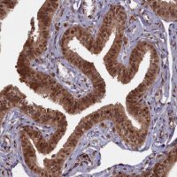 Anti-HIF3A antibody produced in rabbit 