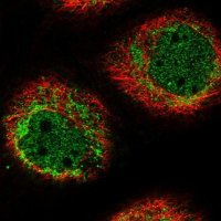 Anti-HIGD1A antibody produced in rabbit 