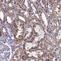 Anti-HIGD2A antibody produced in rabbit 