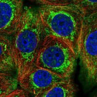 Anti-HIGD2A antibody produced in rabbit 