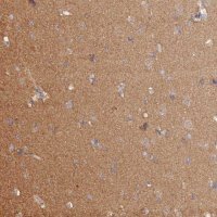 Anti-HINT1 antibody produced in rabbit 