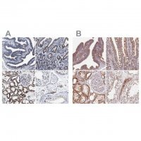 Anti-HINT2 antibody produced in rabbit 