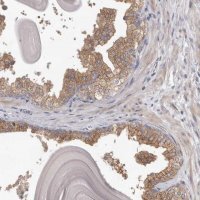 Anti-HINT3 antibody produced in rabbit 