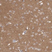 Anti-HINT3 antibody produced in rabbit 