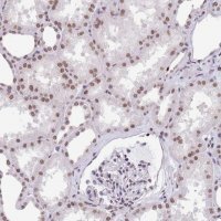 Anti-HIST1H2BC antibody produced in rabbit 