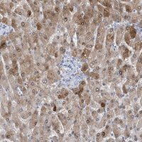 Anti-HMGCS1 antibody produced in rabbit 