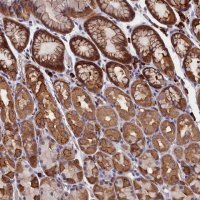 Anti-HN1L antibody produced in rabbit 