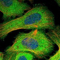 Anti-HN1L antibody produced in rabbit 