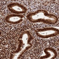 Anti-HNRNPAB antibody produced in rabbit HPA046688-100UL