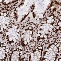 Anti-HNRNPL antibody produced in rabbit 