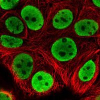Anti-HNRNPL antibody produced in rabbit 