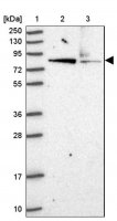 Anti-HOOK2 antibody produced in rabbit