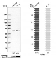 Anti-HOXB2 antibody produced in rabbit HPA047857-100UL