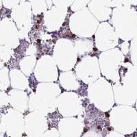 Anti-HOXB4 antibody produced in rabbit 