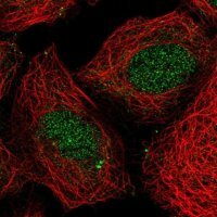 Anti-HOXB4 antibody produced in rabbit 