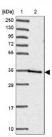 Anti-HOXC13 antibody produced in rabbit 