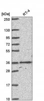 Anti-HOXC4 antibody produced in rabbit
