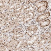 Anti-HOXC5 antibody produced in rabbit 