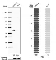 Anti-HPDL antibody produced in rabbit