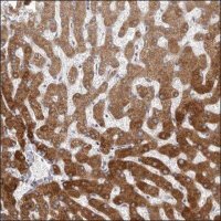 Anti-HRH1 antibody produced in rabbit HPA029740-100UL