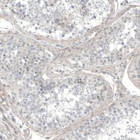 Anti-HRNR antibody produced in rabbit 