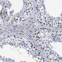 Anti-HSF2 antibody produced in rabbit 