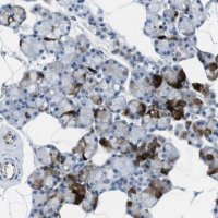 Anti-HSPA12B antibody produced in rabbit 
