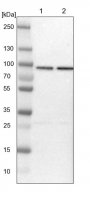 Anti-HSPA12B antibody produced in rabbit 
