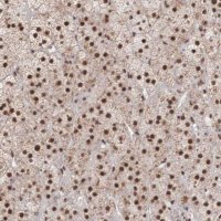 Anti-HTATSF1 antibody produced in rabbit HPA000504-100UL
