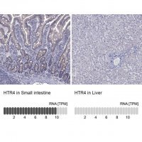 Anti-HTR4 antibody produced in rabbit