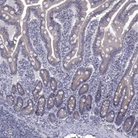 Anti-HTR4 antibody produced in rabbit