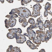 Anti-HTRA3 antibody produced in rabbit 