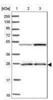 Anti-IDI1 antibody produced in rabbit 