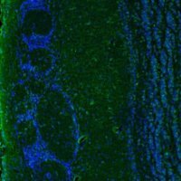 Anti-IER5 antibody produced in rabbit