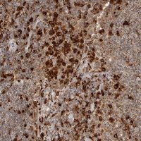 Anti-IFI30 antibody produced in rabbit